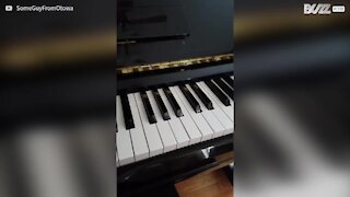 Un chien réalise un duo de piano avec son maître
