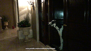 Great Dane Watches Amazing Florida Lightning Storm