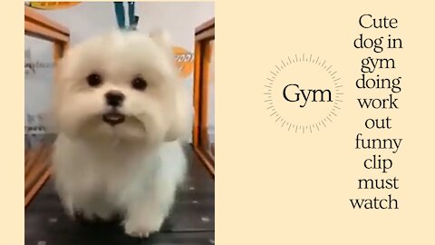 Cute Dog walking on Treadmill funny cute Dog 🤣😚 must watch