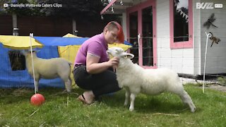 Cette famille a des animaux de compagnie insolites