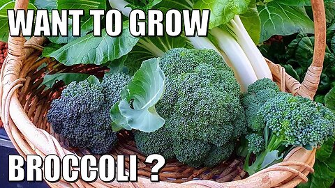 How to Grow Broccoli 🥦 From Seed To Harvest in Soil & Aquaponics 🥦