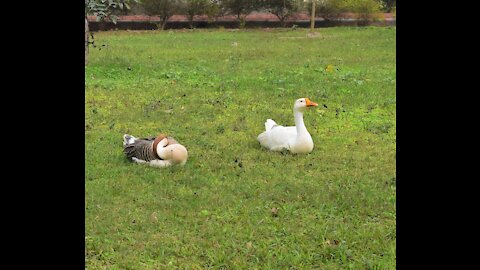 Two ducks or geese in a park