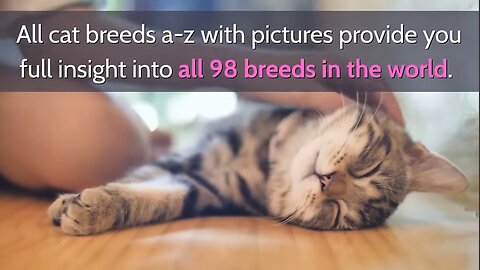 All Cat Breads A-Z With Pictures!