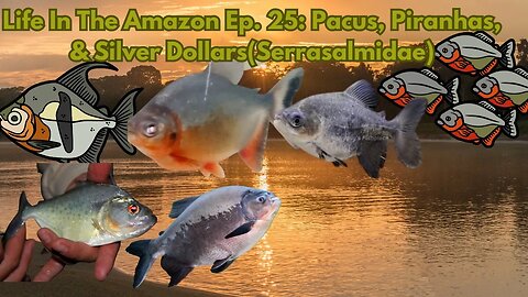 Life In The Amazon Ep. 25: Piranhas, Pacus, and Silver Dollars