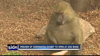 Take a look inside Zoo Boise's Gorongosa exhibit