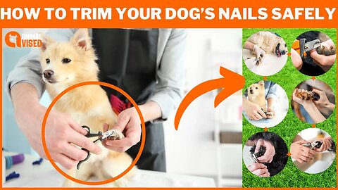 How to Trim Your Dog's Nails Safely 🐶: Step-by-Step Guide for Stress-Free Grooming | Animal Vised