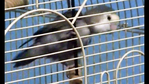 IECV PBV #98 - 👀 Daisy Running Back And Forth at The Bottom Of The Cage 1-1-2019