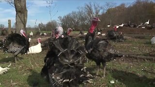 Demand for smaller Thanksgiving turkeys impacts bottom line for some local farmers