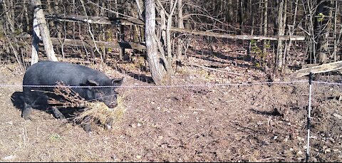 Pig Stuffing Mouth Full of Bedding 10/31/2020