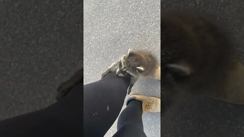 Wild baby raccoon climbs up woman's leg