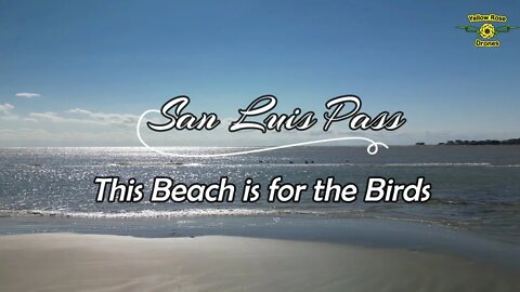 This Beach is for the Birds - San Luis Pass Galveston - Pelicans, San Pipers & Seagulls #djimini3pro