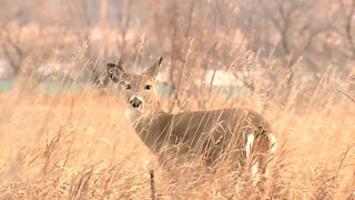 White-tailed deer running rampant in Meridian Township; local officials approve cull in response