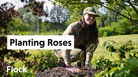 Planting Unusual-colored ROSES at the Meadow House — Ep. 197