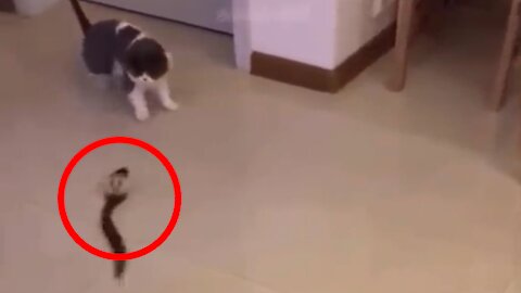 The Condition Of The Cat Deteriorated To The Fake Snake