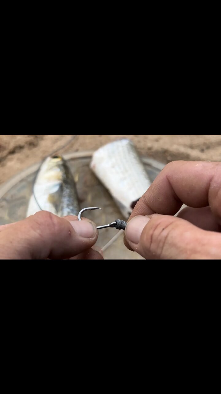 How To Rig To Catch And Release Alligator Gar 🦖