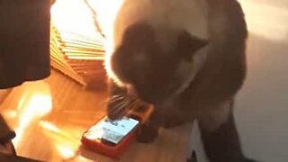 Clever cat turns off alarm clock by itself!