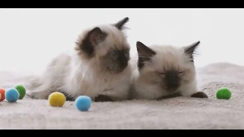 Ragdoll Cats Unveiled: A Close Look at Their Personality and Appearance