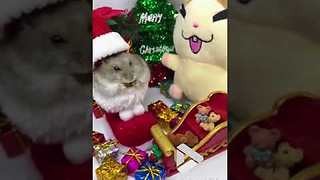 Hamster Stowaway In Santa’s Shoe