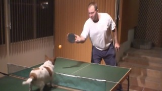 Talented Dog Knows How To Play Ping Pong!
