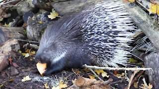 Porcupine Breakfast