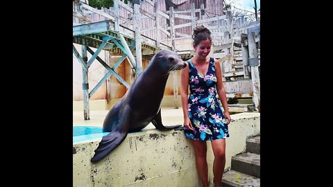 Pix Boudewijn Seapark Brugge pictures Dolphin Sealion Seal Dolfinarium Dolfijnen Zeeleeuwen Zeehond