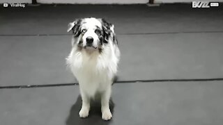 Ce chien acrobate nous offre un tour avec un parapluie