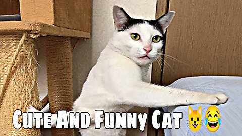 Best Funny Video 😂😂 funny cats and dogs 🐶😂 funny video