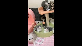 kittens playing and having fun with friends in their beloved home