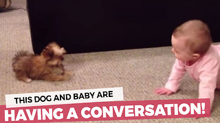 Dog And Baby Have A Full-On Conversation!