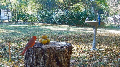 1 Cardinal 3 Blue Jays