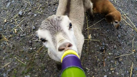 Baby goat makes adorable sounds while drinking her bottle