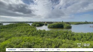 Walking Club: Exploring Weedon Island Preserve in St. Pete