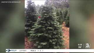 Real Christmas trees getting more expensive for families