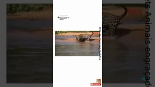 Briga: Onça Pintada caçando jacaré Bichos do Pantanal