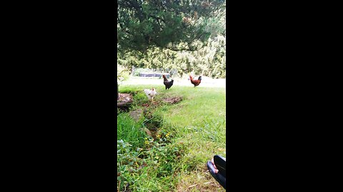 6 week old puppies and roosters