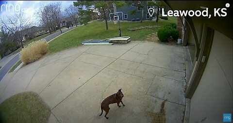 😨Little Girl Crosses Paths With A Bobcat & Dad Forgets Dog Outside