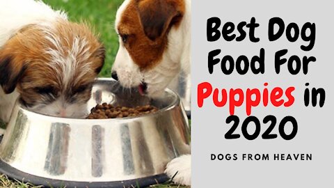 Best Dog Food For Puppies in 2021