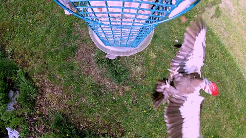 Gigantic Woodpecker Flies In For Smooth Landing At The Feeder