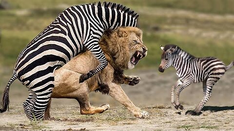 Lion killed #zebra ## zebra died #wild animals #slow attack on zebra