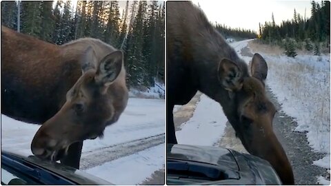 This Is What A Truly Canadian Car Wash Looks Like In The Rocky Mountains (VIDEO)