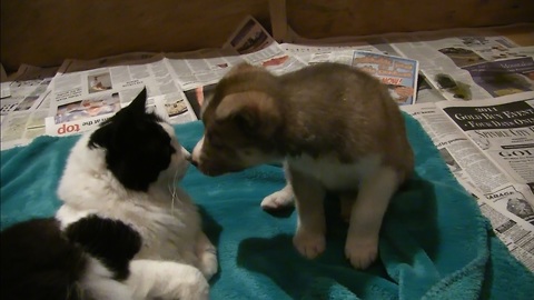 Husky Puppy Sees Cat for the First Time