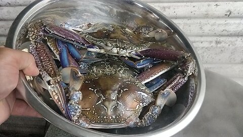 Blue Swimmer Sand Crabs