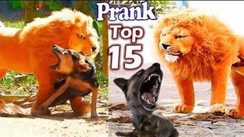 big fake lion vs prank dogs are - Must Watch Funny Video Will Make You Lough