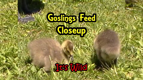 Goslings Feed Close-up