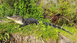 Florida gator lunges at drone!