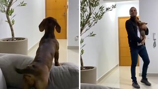 Pup has the sweetest reaction when owner comes home