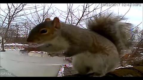 Squirrel learns to exchange goods with human