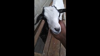 Funny baby goats