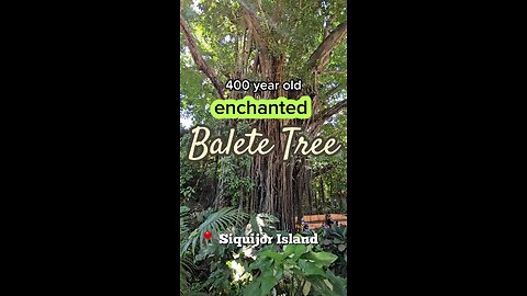 400 Year Old Enchanted Balete Tree on Siquijor Island