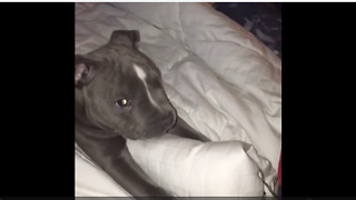 Pit Bull puppy preciously plays with owner